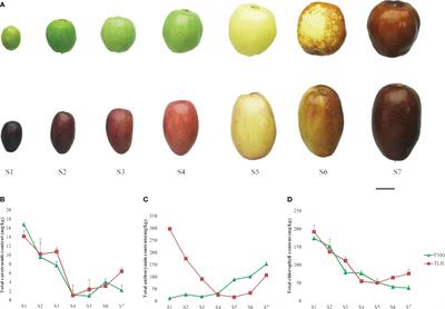 ZjFAS2 is involved in the fruit coloration in Ziziphus jujuba Mill. by regulating anthocyanin accumulation